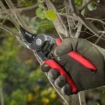 Pruning Shear-Flora model